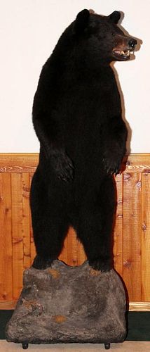 AMERICAN BLACK BEAR FULL BODY TROPHY MOUNT