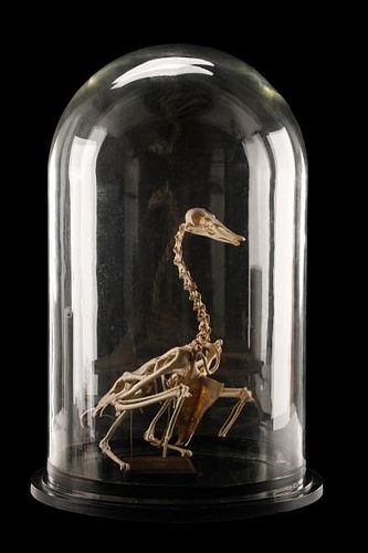 Victorian Articulated Duck Skeleton, Glass Cloche