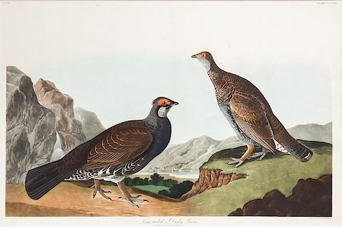 after John James Audubon (1785-1851) Long-tailed or Dusky Grouse
