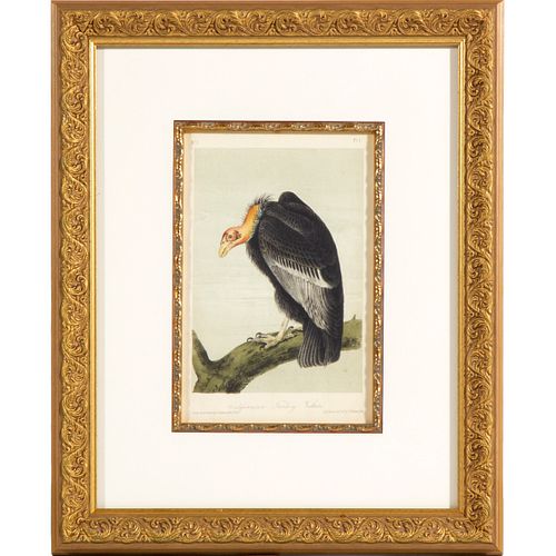  After John James Audubon (1785-1851, American)