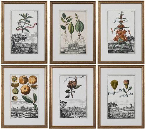 Six Johann Christoph Volckamer Prints