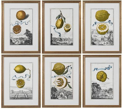Six Johann Christoph Volckamer Prints