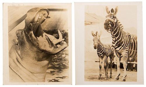 Group of Nine Vintage Circus Animal Photographs.
