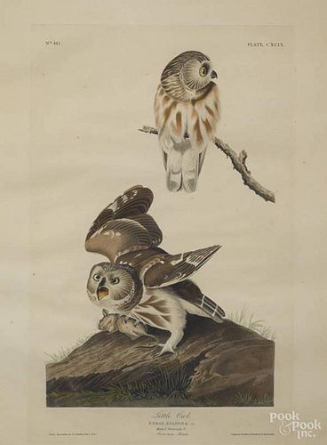 John James Audubon, engraving of the Little Ow