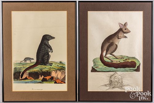 Pair of animal lithographs, 19th c.