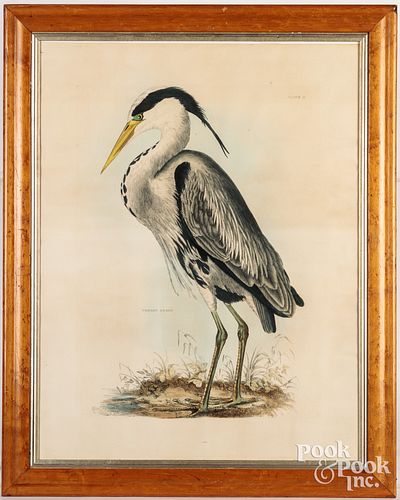 Selby engraving of the Common Heron