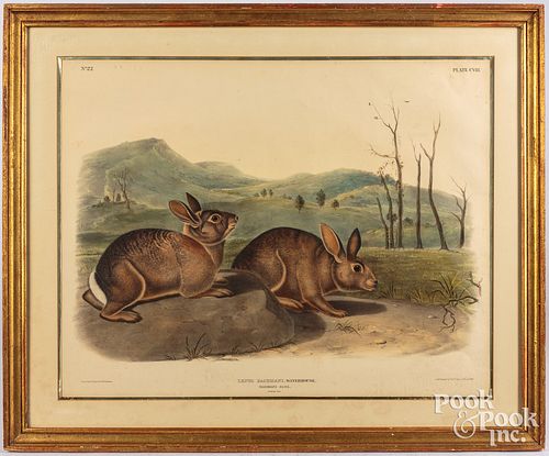 J.J. Audubon color engraving, Bachman's Hare