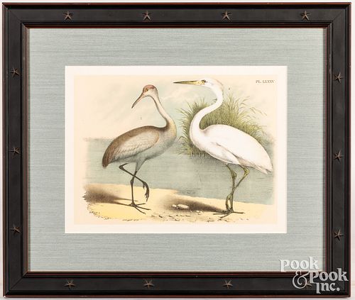 Color lithograph of a heron