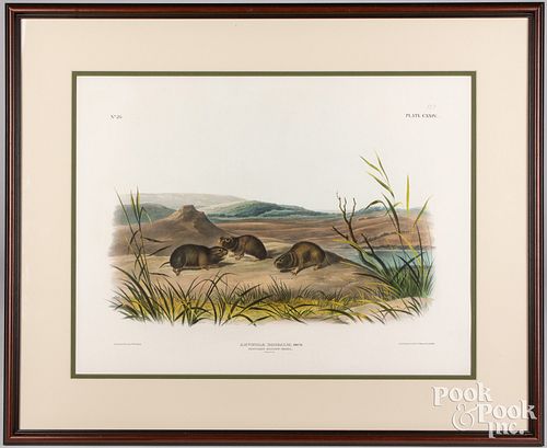 After James J. Audubon, elephant folio lithograph