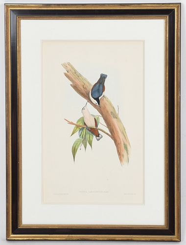 A Hand Colored Bird Print, Gould and Richter