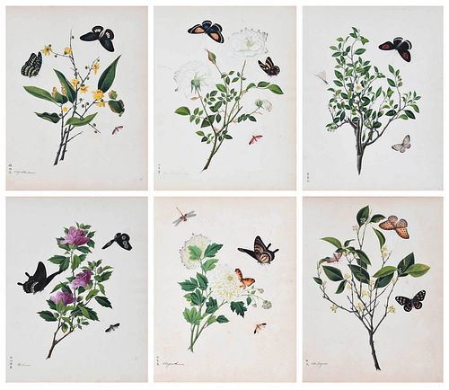 Group of Six Unframed Chinese Botanical Watercolors