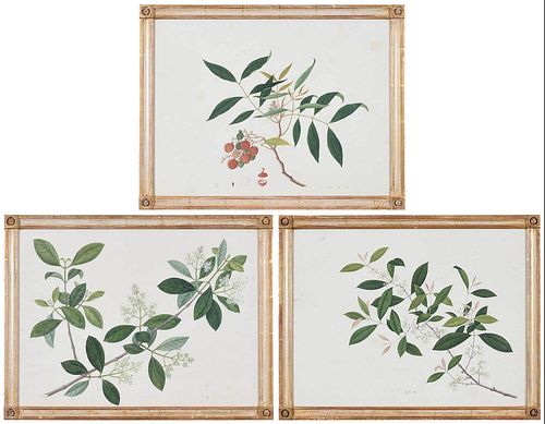 Three Chinese Botanical Watercolors