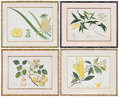 Four Framed Anglo-Chinese School Botanical Watercolors
