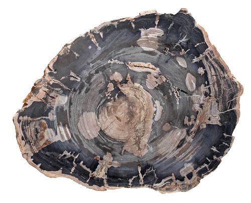 Large Slice Petrified Wood
