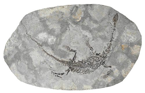 Sinohydrosaurus Fossil Specimen