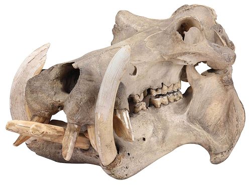 Hippopotamus Skull Fossil