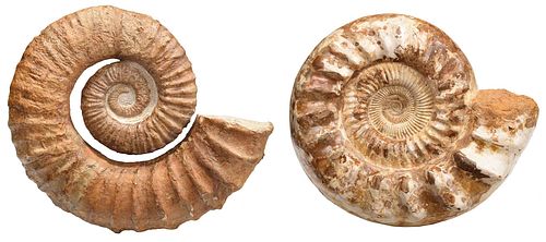 Two Fossilized Ammonites