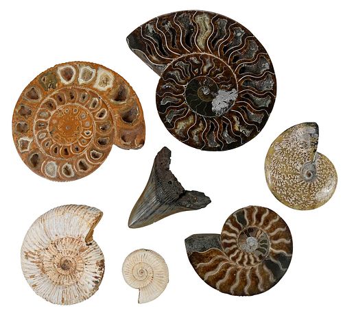 Group of 16 Ammonites with Megalodon Tooth