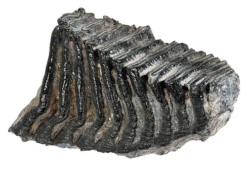 Fossil Mammoth Tooth