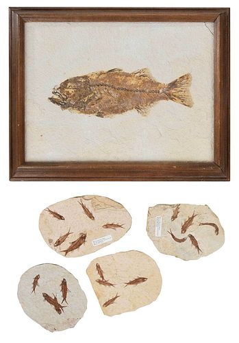 Five Fish Fossil Plates