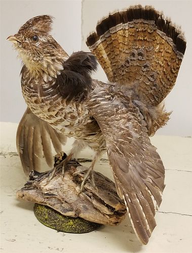 TAXIDERMY FULL MOUNT GROUSE
