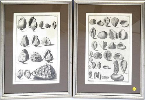 Two Framed Italian Engravings of Shells