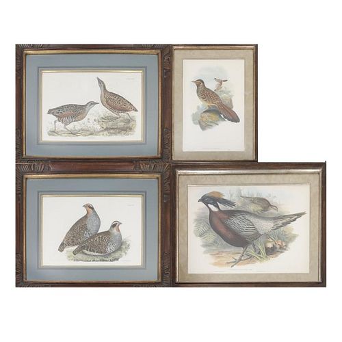 Four Hand Colored Bird Prints