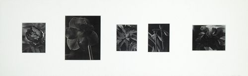 Linda Elvira Piedra, Untitled (Black & White Flowers)