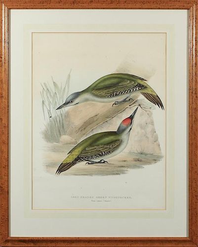 John Gould (1804-1881): Grey Headed Green Woodpecker