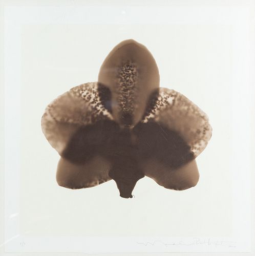 Phalaenopsis Orchid X-Ray Lithograph Signed