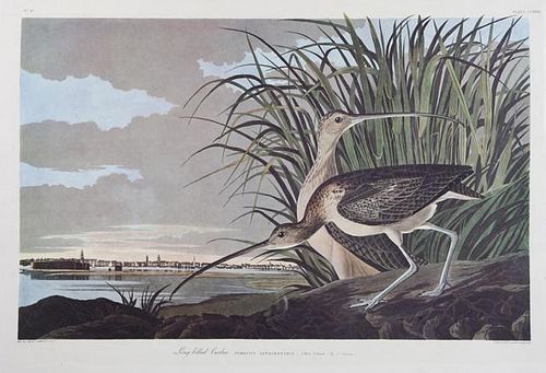 John James Audubon (1785-1851), "Long-billed Curle
