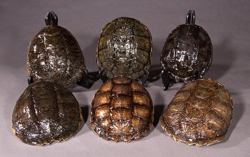 Group of Six Snapping Turtle Shells, 20th c., Miss