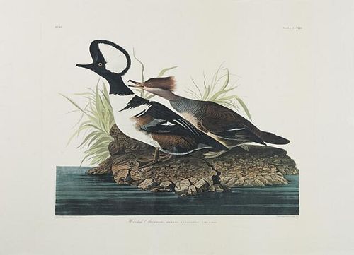 John James Audubon (1785-1851), "Hooded Merganser,