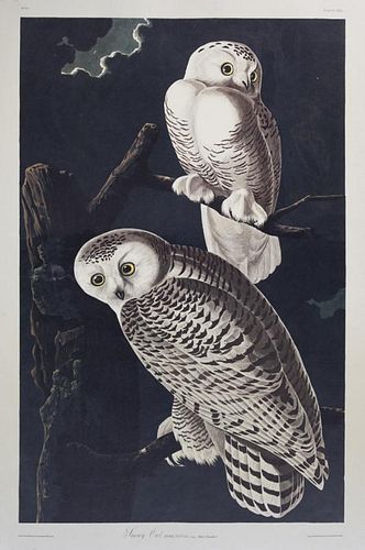 John James Audubon (1785-1851), "Snowy Owl," No. 2