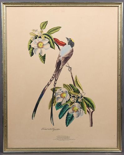 Lois J. Lester (New Orleans), "Fork-tailed Flycatc