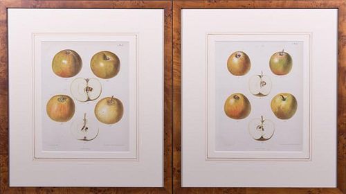 Samuel Berghuis, "Yellow Apples," c. 1900, pair of