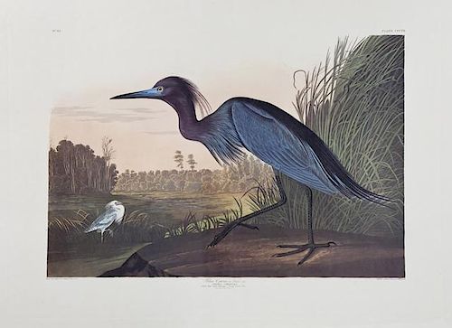 John James Audubon (1785-1851), "Blue Crane or Her