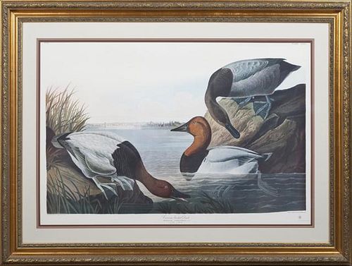 John James Audubon (1785-1851), "Canvas Backed Duc