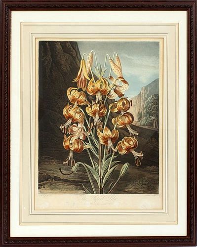 AFTER REINAGLE, ANTIQUE INTAGLIO BOTANICAL PRINT BY EARLOM, PUB. BY JOHN THORNTON, PLATE: H 19", W 14", "THE SUPERB LILY"