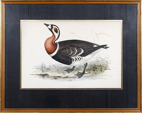 After Edward Lear (1812-1888): Red-Breasted Goose