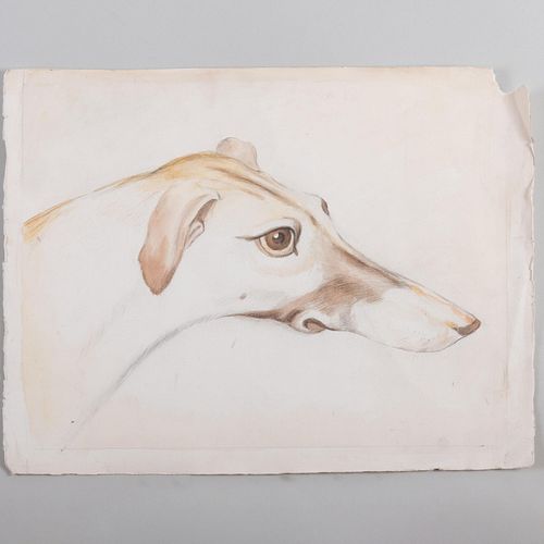 20th Century School: Portrait of a Greyhound