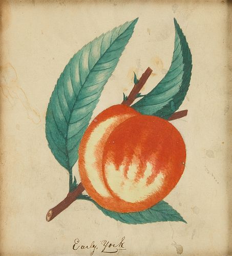 Watercolor of Peach
