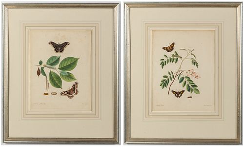Two John Abbot, Hand Colored Botanical Engravings