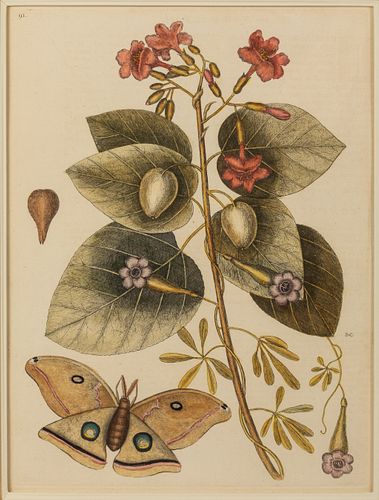 Mark Catesby, Plate 91, Moth and Flower, Engraving