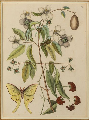 Mark Catesby, Plate 64, Moth and Flowers, Engraving