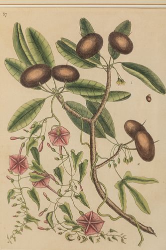 Catesby, Sapadillo Tree/Wild Dilly Plant, Engraving