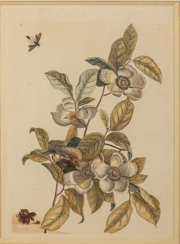 Mark Catesby, Pl. 13, Bird Wasp & Flowers, Engraving
