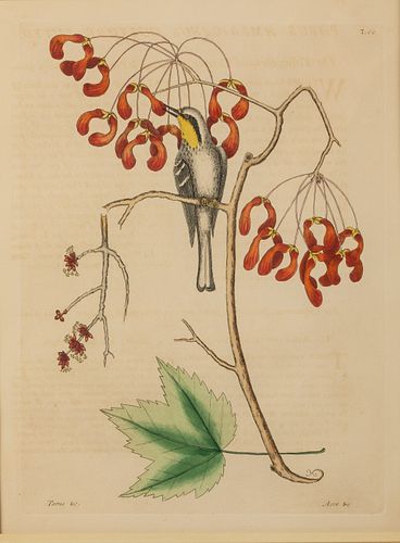 Mark Catesby, Plate 62, Bird and Branch, Engraving
