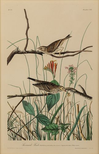 J. J. Audubon, Savannah Finch, Havell Ed. 1833