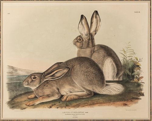 J. J. Audubon, Rocky Mountain Hare, Bowen Ed., 1842
